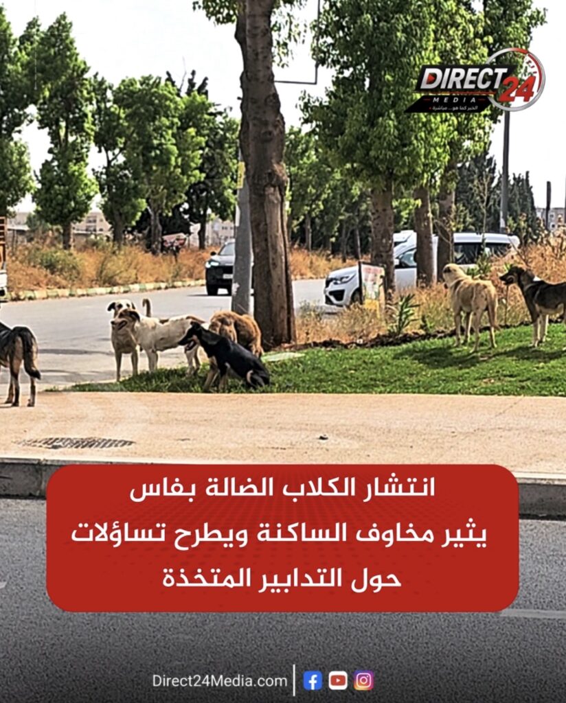 انتشار الكلاب الضالة بفاس يثير مخاوف الساكنة ويطرح تساؤلات حول التدابير المتخذة